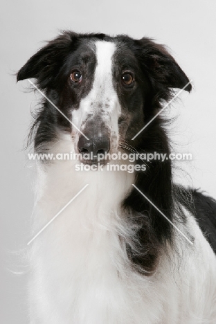 Australian Champion Borzoi, portrait