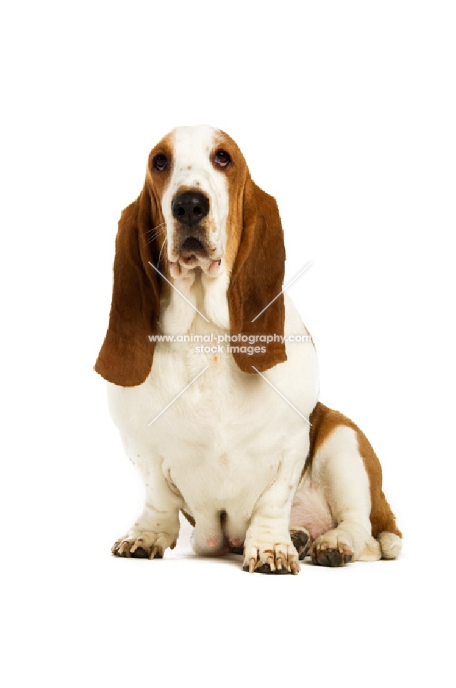 basset hound isolated on a white background