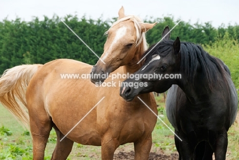 two Kinsky horses communicating cheerfully