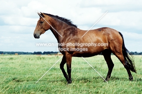 old type holstein mare in a field in germany