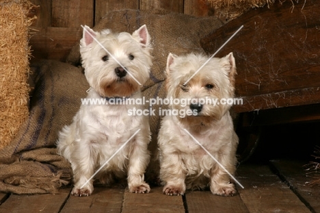 two West Highland white Terriers in a barn