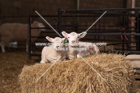 Lambs lying on some hay in the sun.