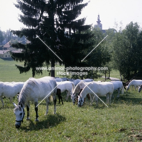 lipizzaner mares and foals at piber with church in background