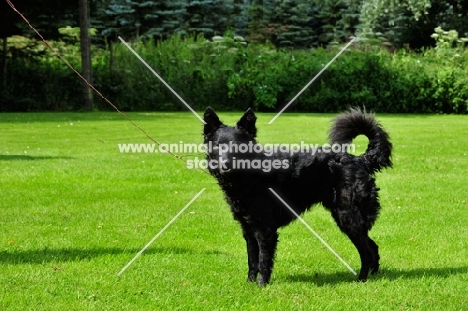 Mudi lying on grass