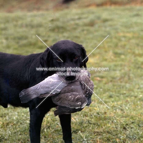 labrador carrying retrieved pidgeon