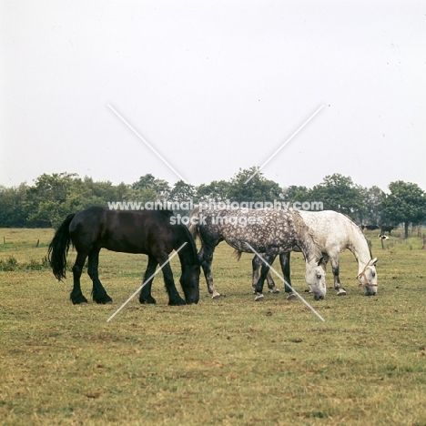 Zolea, Tularia, two Groningen old type mares with Friesian grazing