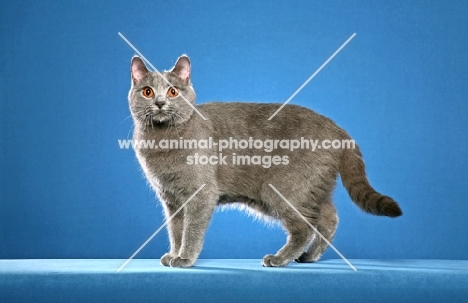 Chartreux