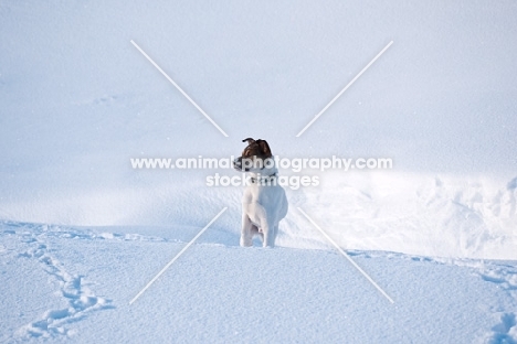 Jack Russell Terrier in snowy field