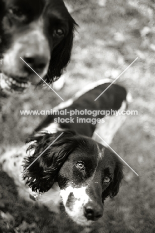 English setter and english springer spaniel begging, black and white picture