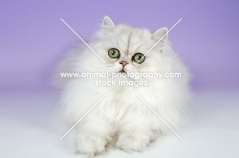 young chinchilla cat lying down