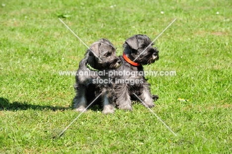 two miniature Schnauzer puppies