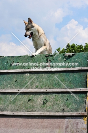 Tamaskan jumping fence