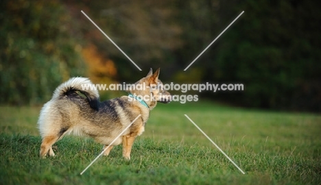 Swedish Vallhund, side view