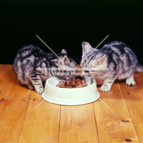two silver tabby kittens eating from a dish