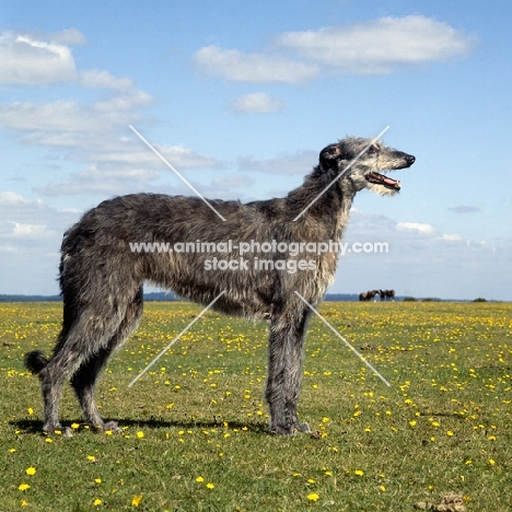 deerhound standing in a field