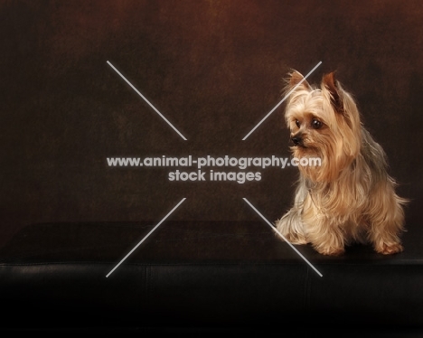 Yorkshire Terrier on brown background, space for type