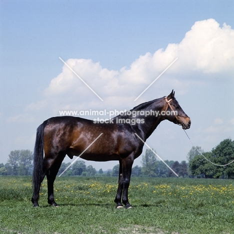 Czatownik, Polish Anglo Arab at janow podlaski stud, poland