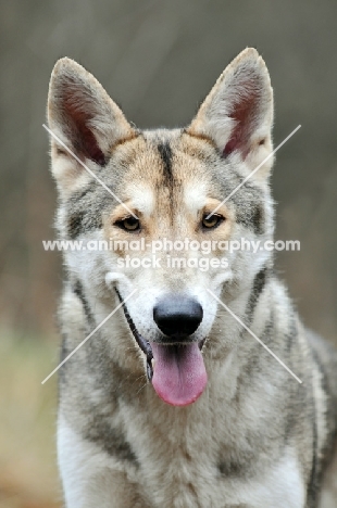 Saarloos Wolfhound