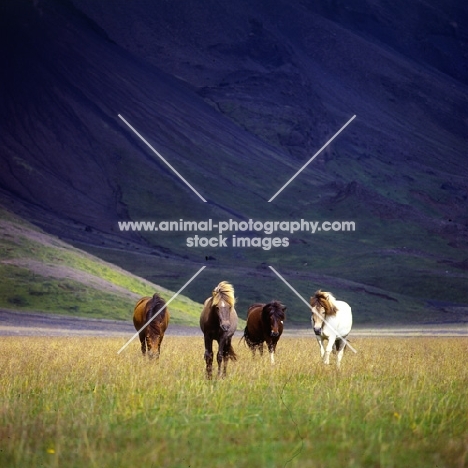 Iceland horses walking to camera at Kalfstindar