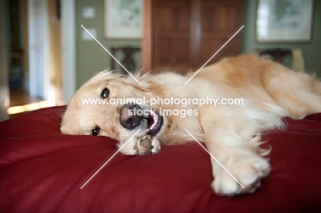 golden retriever lying on side with paw outstretched