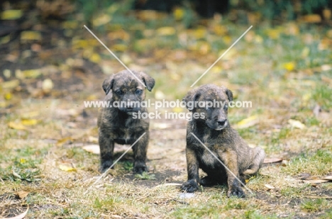 very rare Cao Fila de Sao Miguel puppies, cow herder of the Azores