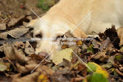 Labrador Retriever resting in leaves