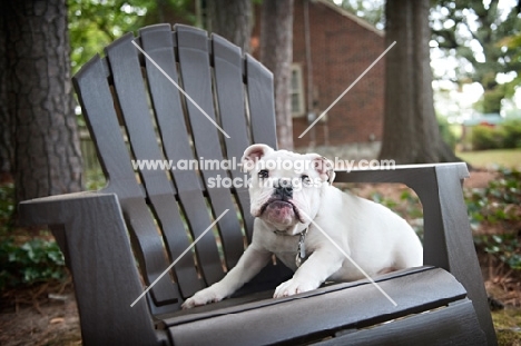 english bulldog puppy climbing onto adirondack chair