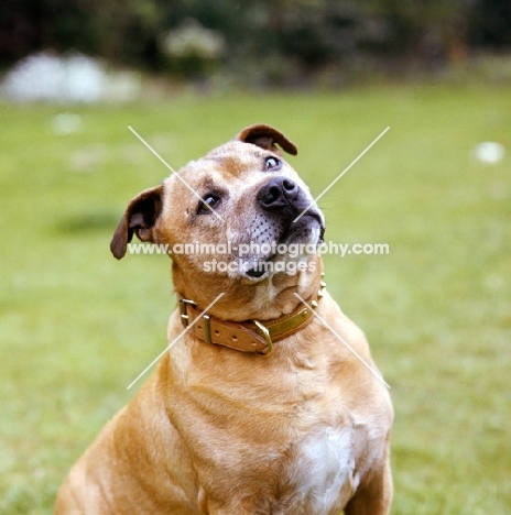 toby, staffordshire bull terrier looking up, hoping for a treat