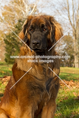 Leonberger portrait