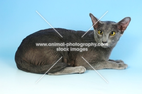 blue oriental shorthair cat lying down