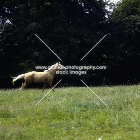 palomino cantering in sunlight