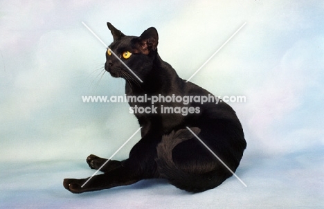 bombay cat on pastel background