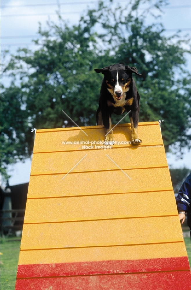 appenzeller sennenhund (aka appenzell cattle dog), agility