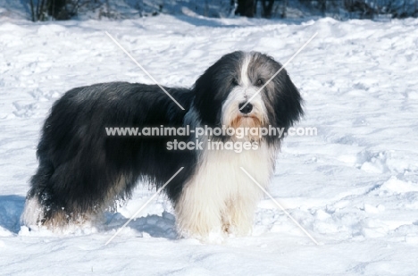 champion bearded collie, six months