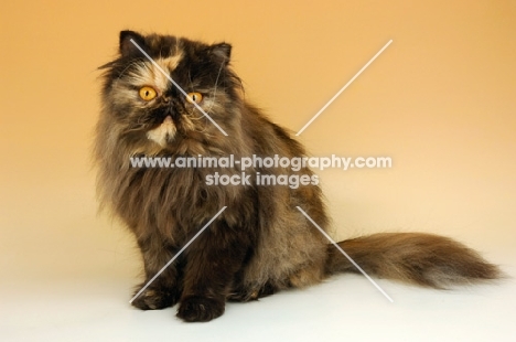 tortoiseshell persian cat sitting down on beige background