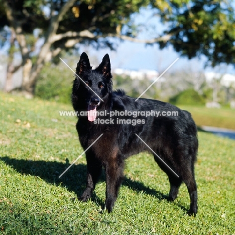 groenendael looking at camera