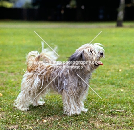 tibetan terrier ch luneville princess pamba, old style coat