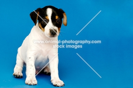 Jack Russell puppy isolated on a blue background