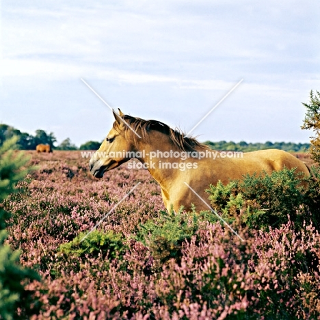 new forest pony standing in heather in the forest