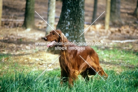 irish setter in show coat in usa on grass