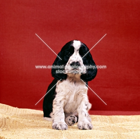 english cocker spaniel puppy sitting