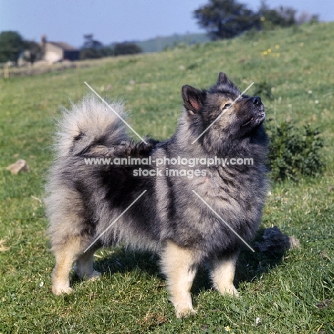 ch duroya delfzijl of lowry,   keeshond looking up