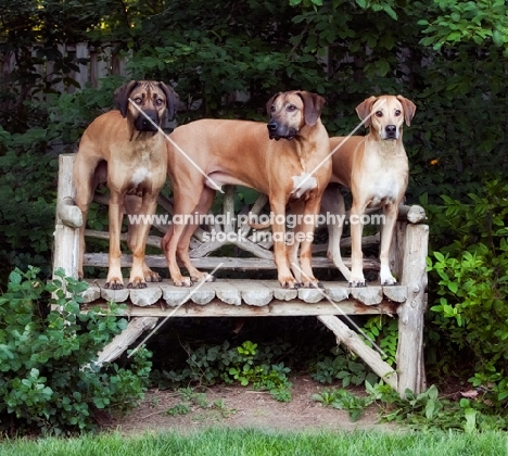 Rhodesian Ridgebacks on bench