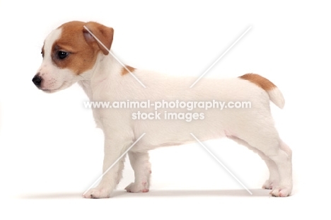 Jack Russell Terrier puppy, side view