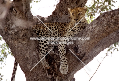 Leopard in tree