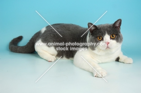 british shorthair lying down, bi-colour, blue and white