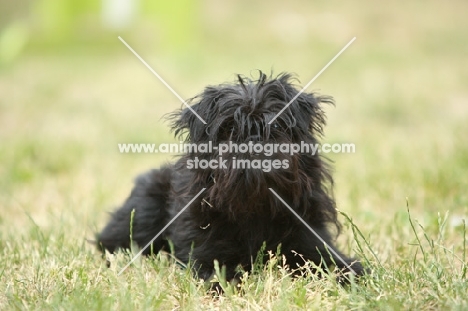 Affenpinscher lying down on grass