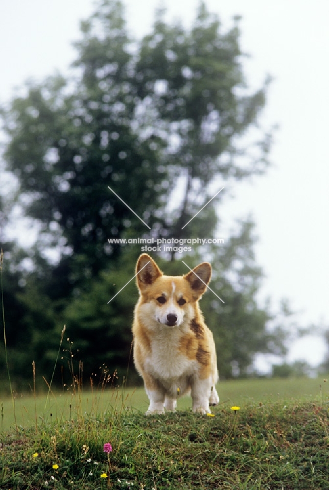 pembroke corgi puppy looking down