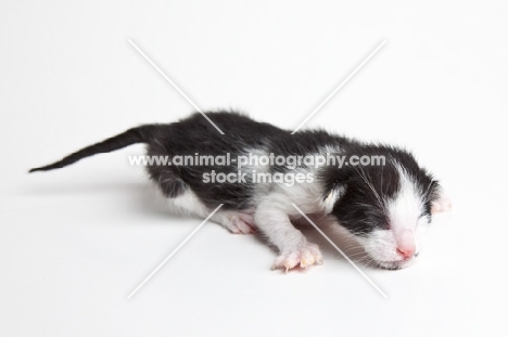 Peterbald kitten 1 day old on white background