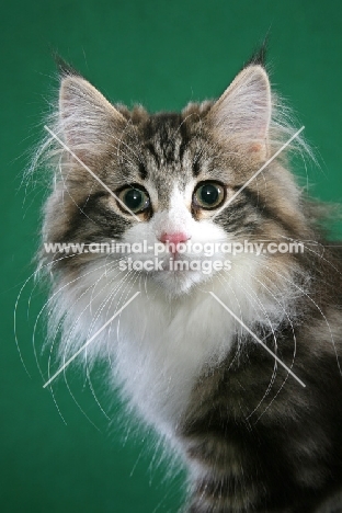 Norwegian Forest kitten head study